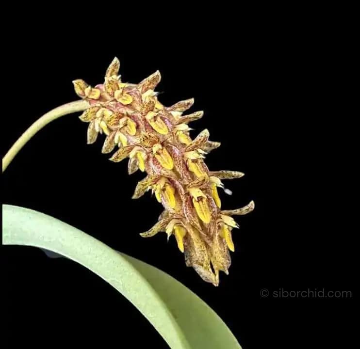Bulbophyllum crassipes - Bulbophyllum crassipes
