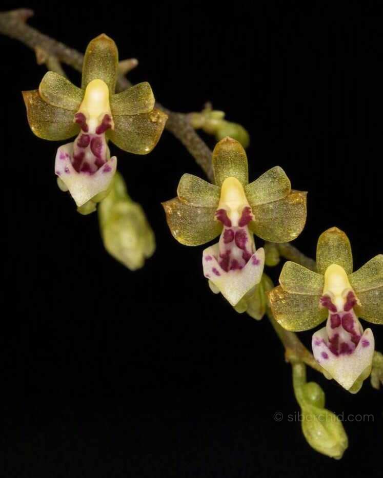 Phalaenopsis mirabilis