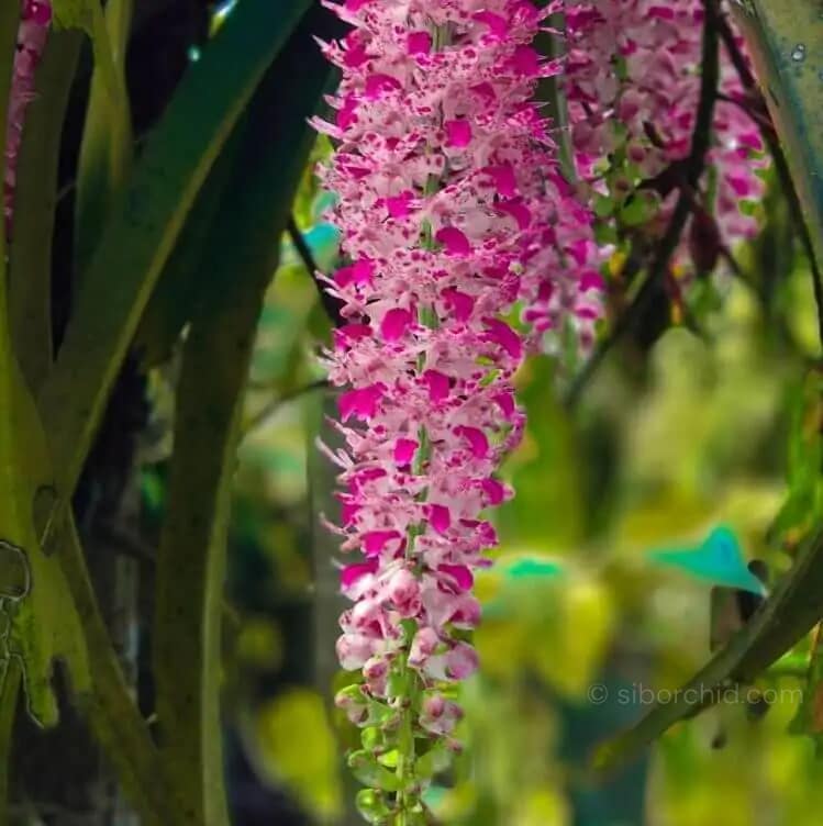 Rhynchostylis retusa - Rhynchostylis retusa - Image 2