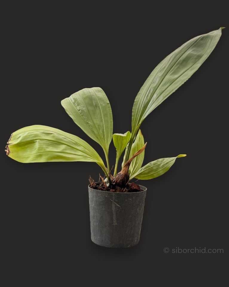Stanhopea tricornis - Stanhopea tricornis