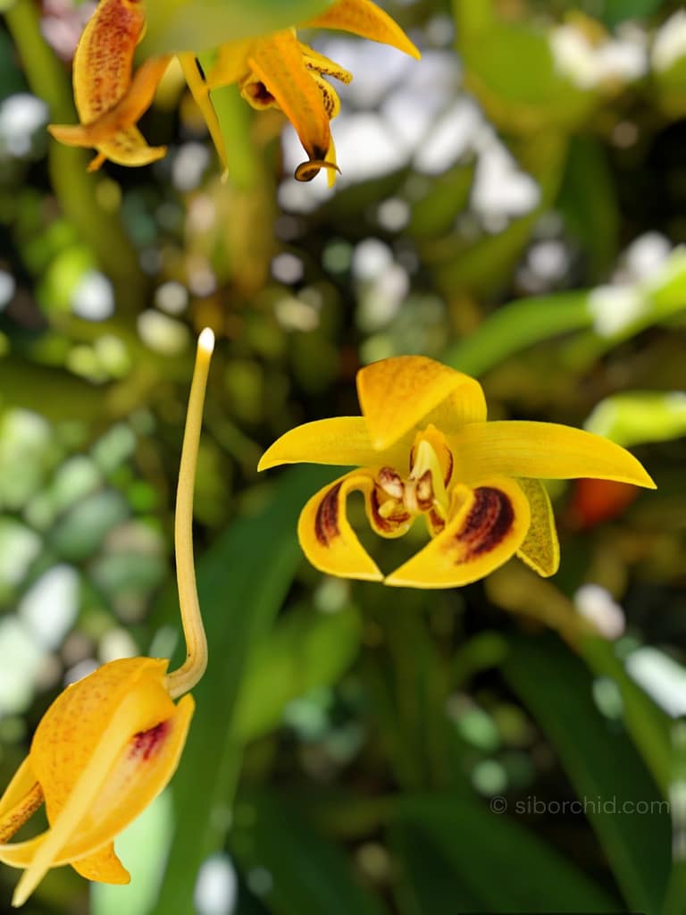 Contact - Contact orchid from