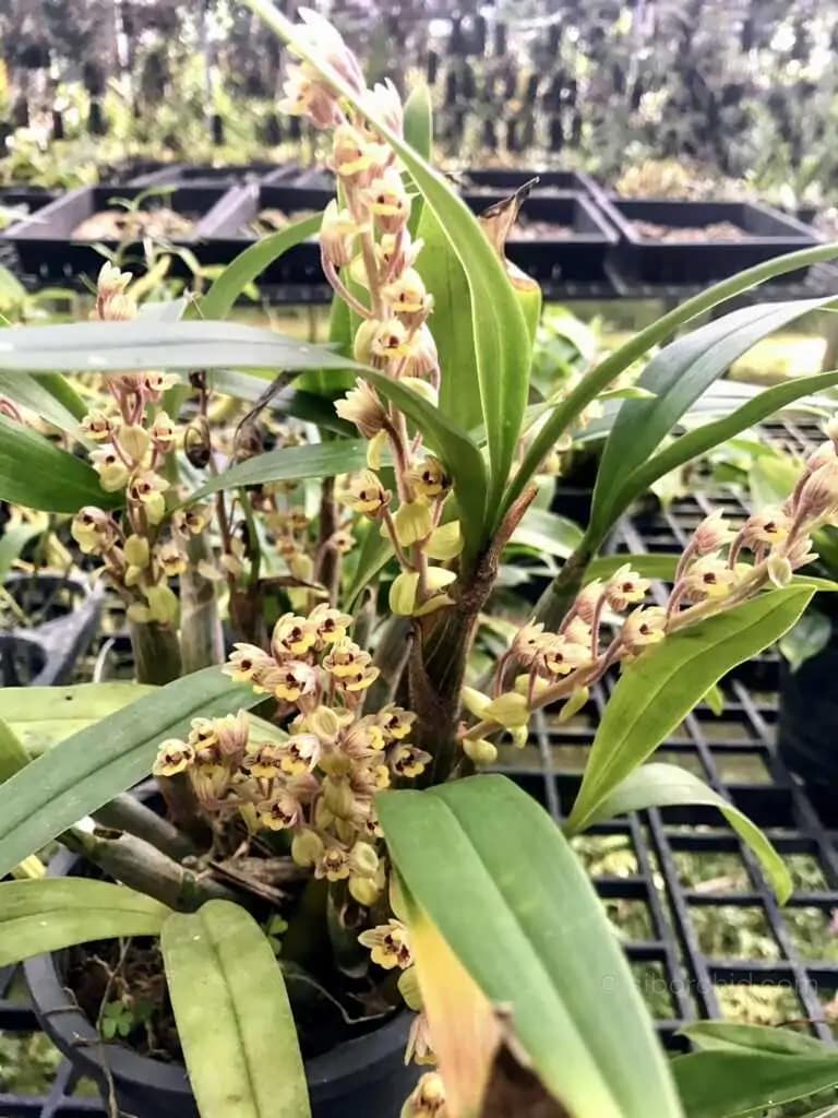 Eria amica - Eria amica