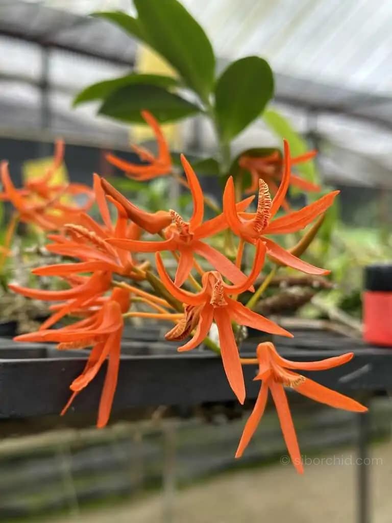 Dendrobium lamyaiae - Dendrobium lamyaiae