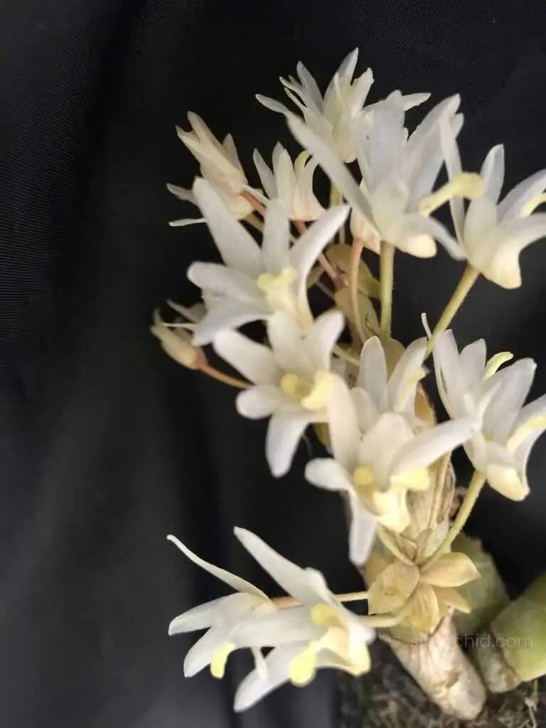Eria obesa
