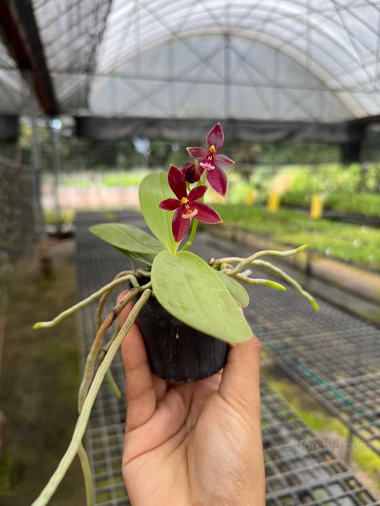 Phalaenopsis cornu-cervi ‘Red: Care guide - Gallery Blog phalaenopsis cornu-cervi red