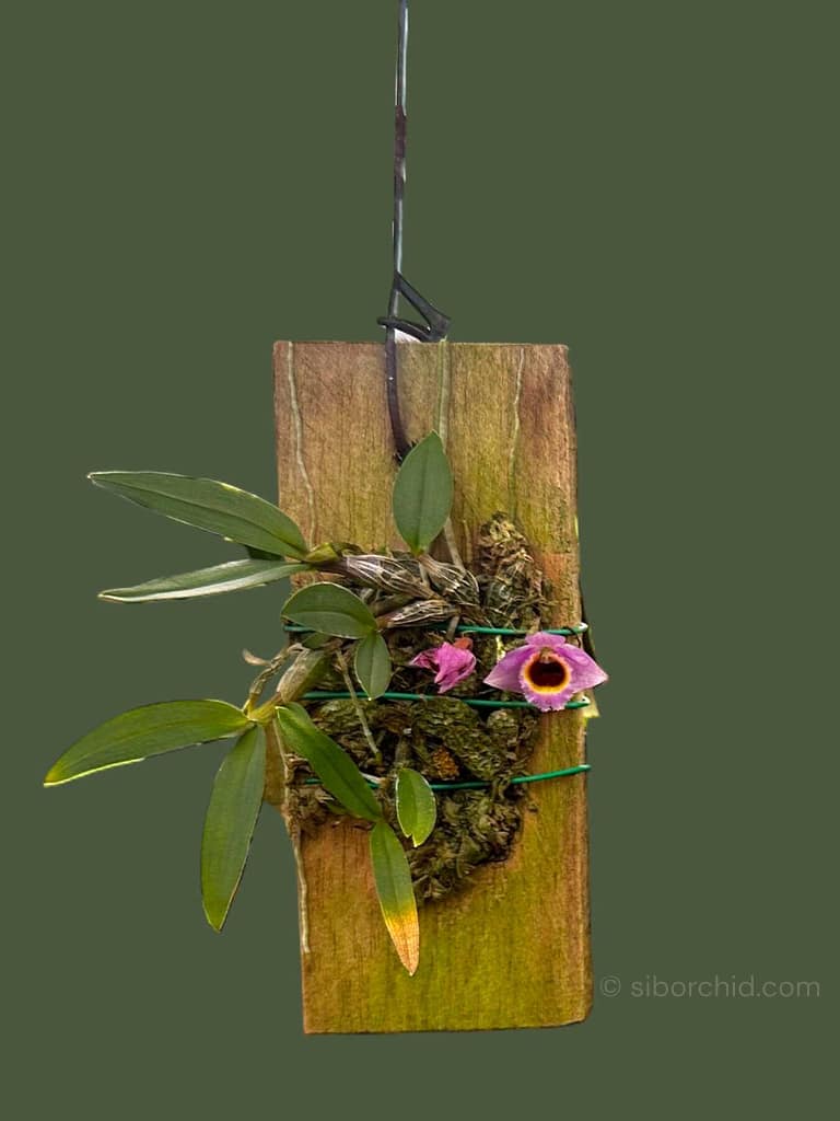 Get to Know Dendrobium fuscifaucium - Gallery Blog Get to Know Dendrobium fuscifaucium orchid from Gallery Blog