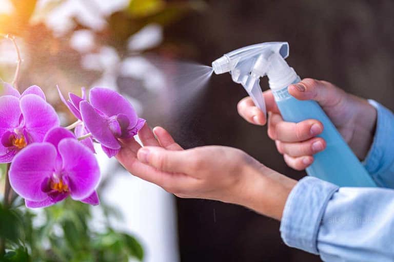 The Ultimate Guide To Summar Orchid Care orchid from Orchid Care & Growing Guides