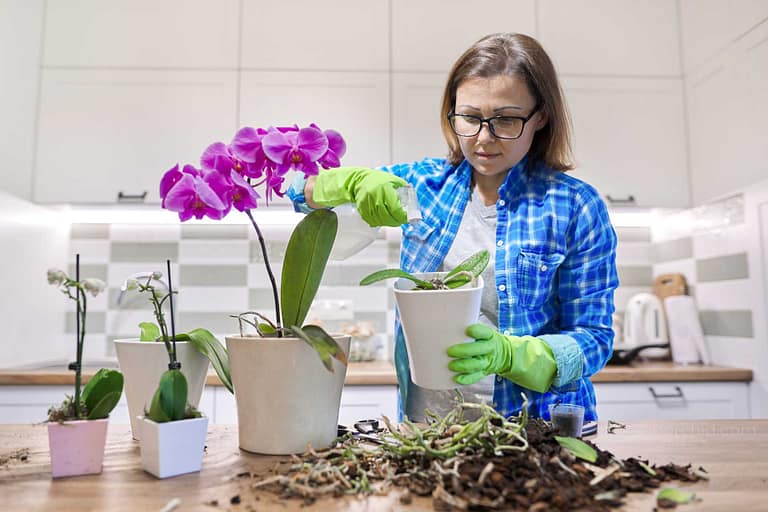 The Ultimate Guide To Summar Orchid Care - Orchid Care & Growing Guides The Ultimate Guide To Summar Orchid Care orchid from Orchid Care & Growing Guides