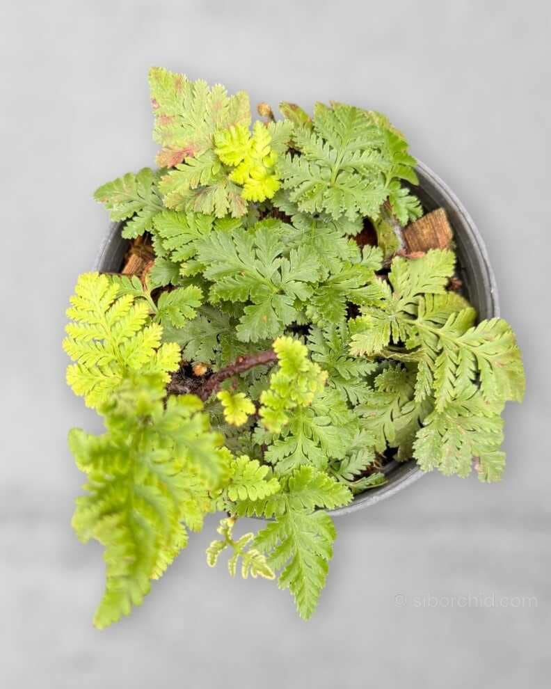 Davallia fejeensis Dwarf (Rabbit Foot Fern) - Davallia fejeensis Dwarf Form