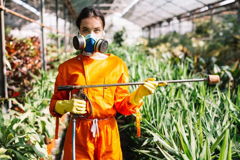 Orchid Pests and Diseases