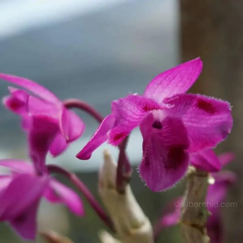 Dendrobium parishii Three lip six eye - Dendrobium parishii "Three lip six eye"
