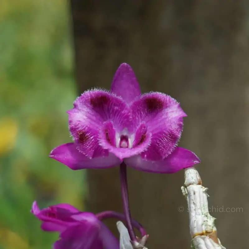Dendrobium parishii Three lip six eye - Dendrobium parishii "Three lip six eye"