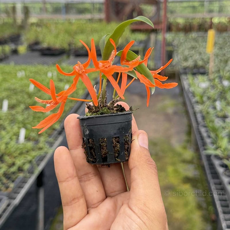 Dendrobium lamyaiae