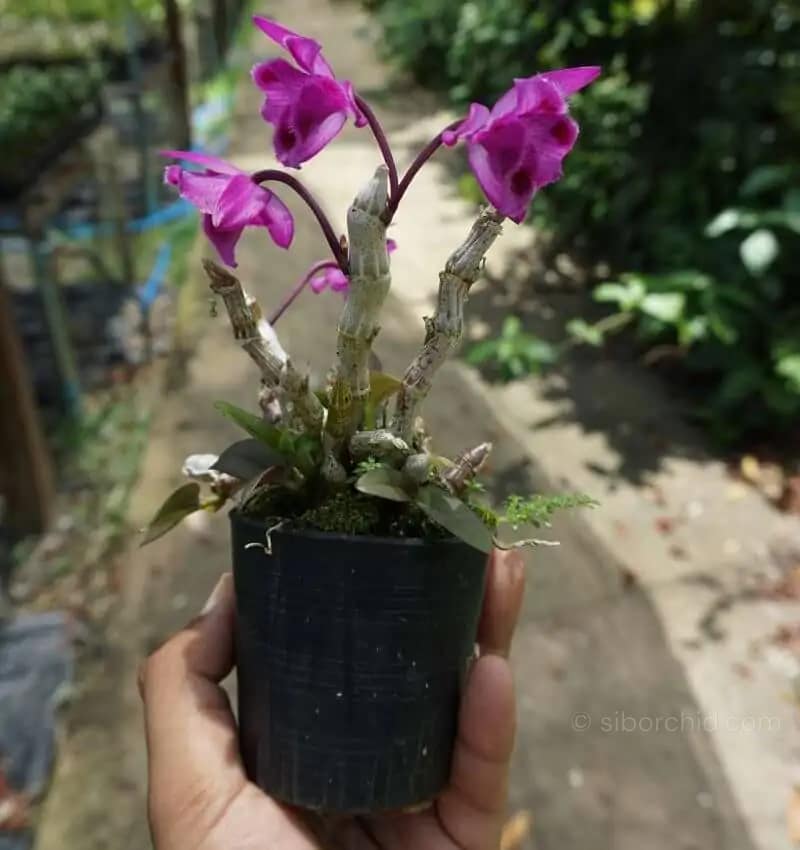 Dendrobium parishii Three lip six eye - Dendrobium parishii "Three lip six eye"