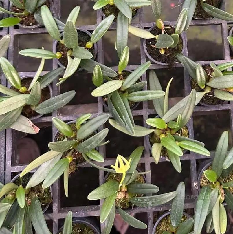 Bulbophyllum lasiochilum alba