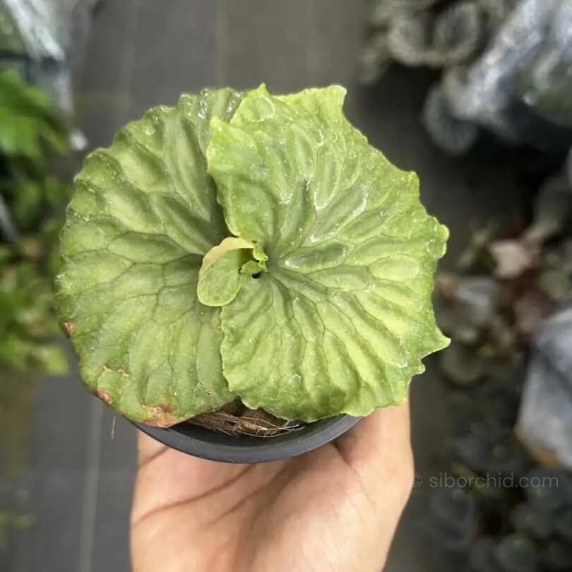 Platycerium madagascariense - Platycerium madagascariense