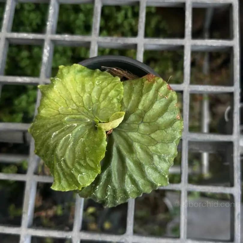 Platycerium madagascariense - Platycerium madagascariense