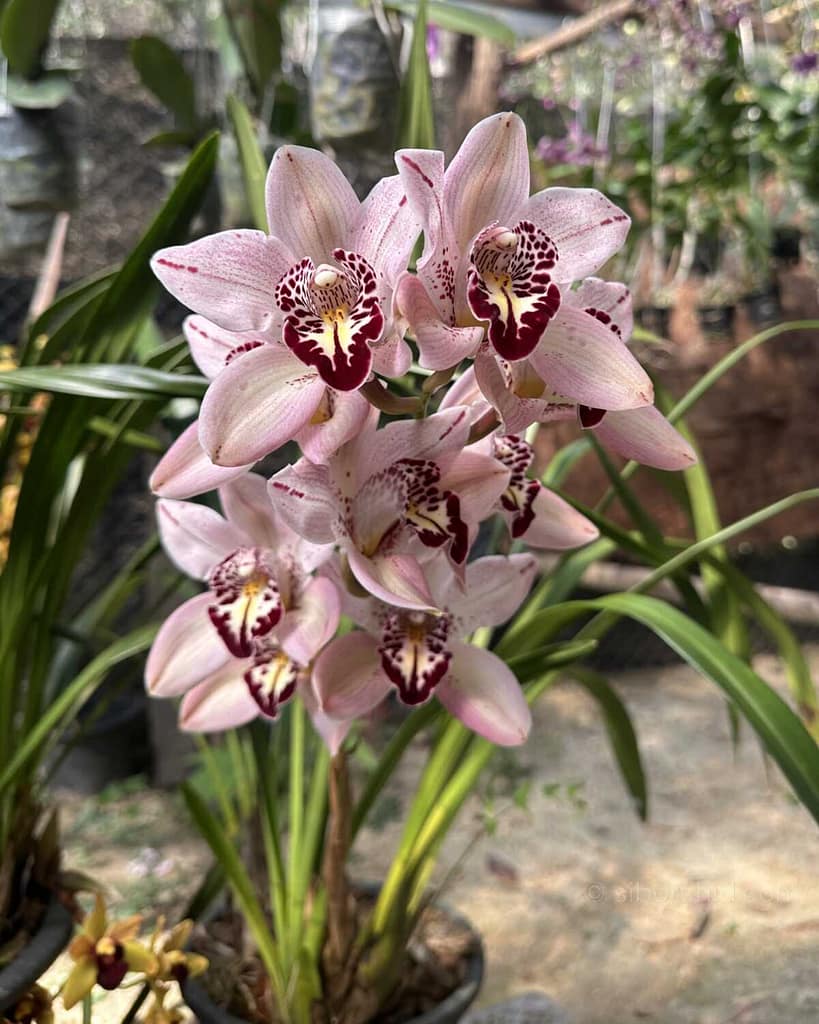 Understanding Orchid Blooming Cycles -Why Orchids Don’t Flower at the Same Time - Orchid Care & Growing Guides Understanding Orchid Blooming Cycles -Why Orchids Don’t Flower at the Same Time orchid from Orchid Care & Growing Guides