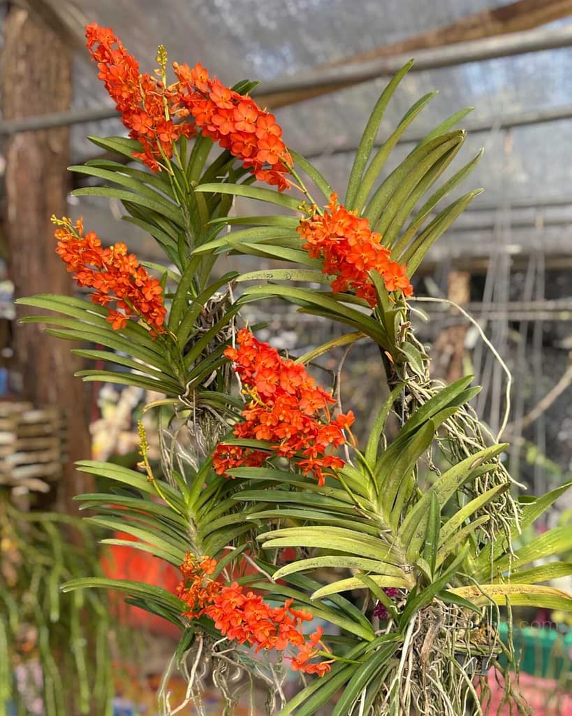 Understanding Orchid Blooming Cycles -Why Orchids Don’t Flower at the Same Time - Orchid Care & Growing Guides Understanding Orchid Blooming Cycles -Why Orchids Don’t Flower at the Same Time orchid from Orchid Care & Growing Guides