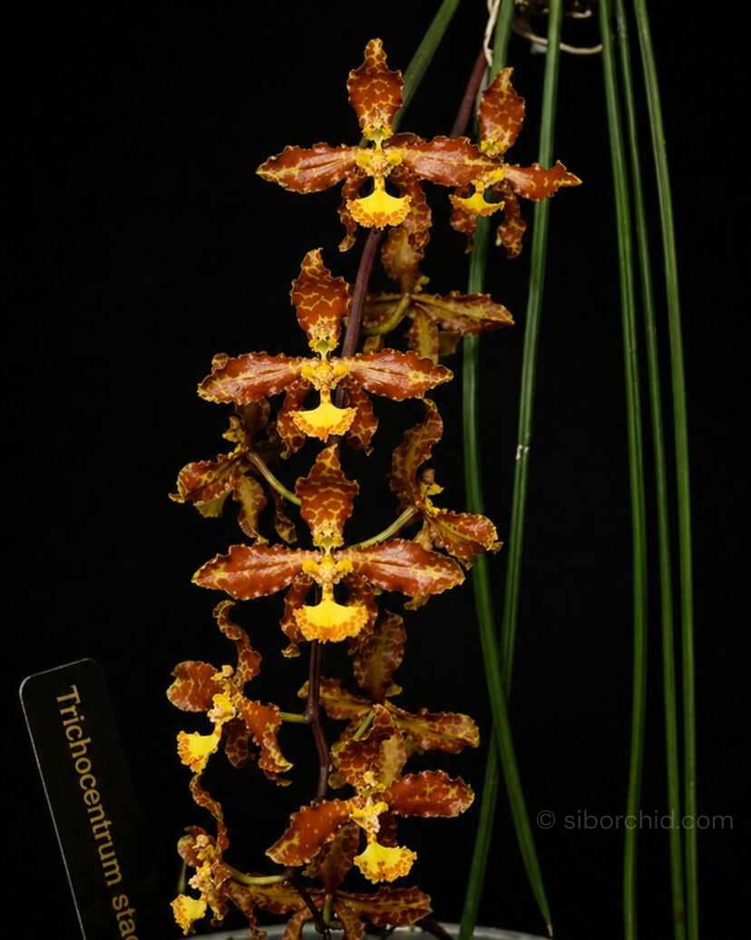 Trichocentrum stacyi