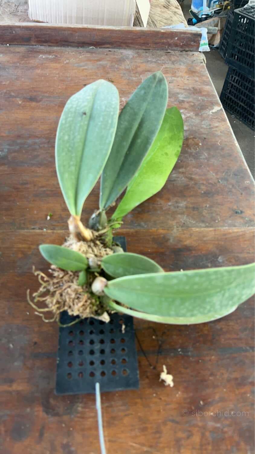 Bulbophyllum phalaenopsis - Bulbophyllum phalaenopsis - Image 3