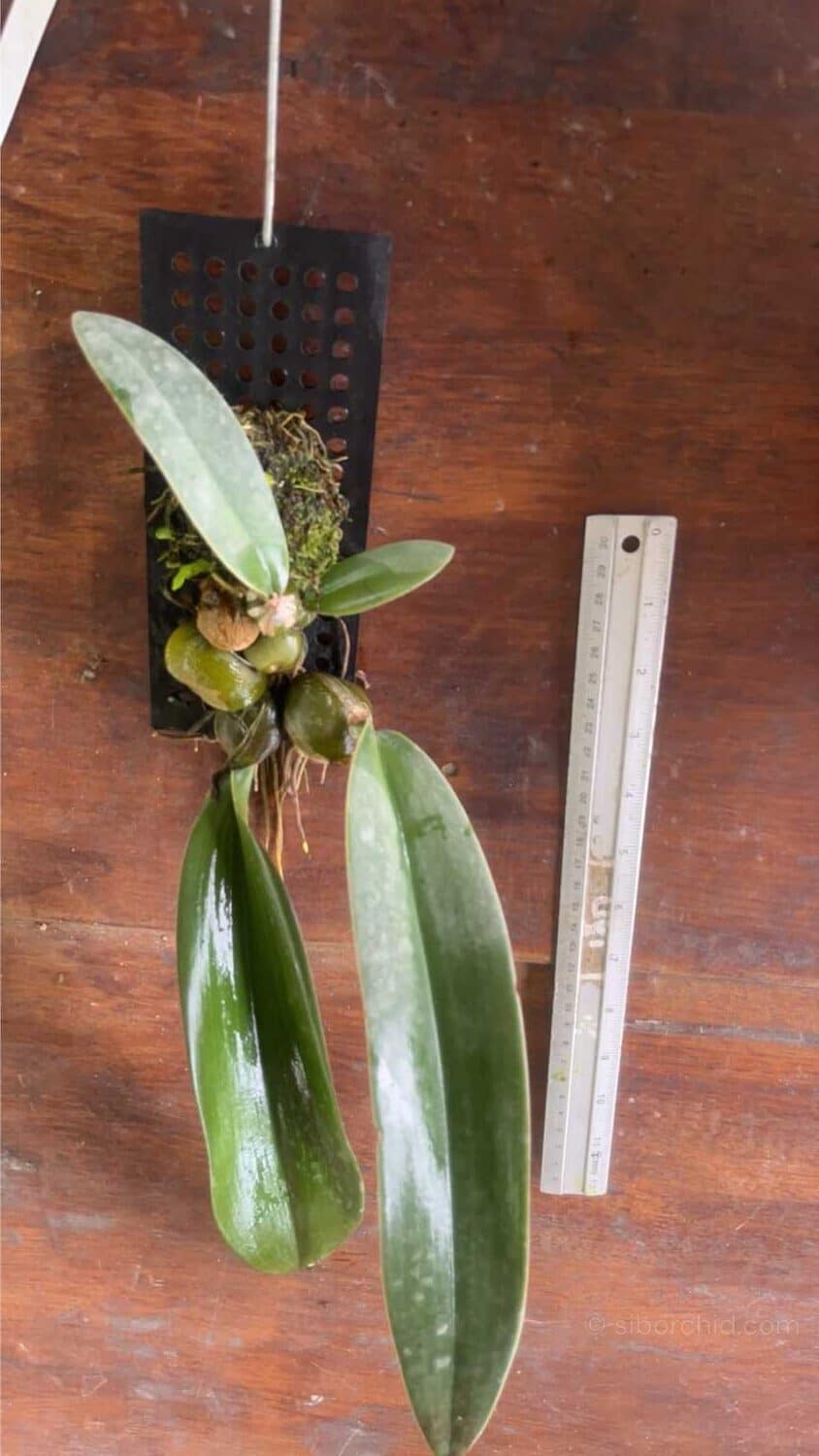 Bulbophyllum phalaenopsis - Bulbophyllum phalaenopsis - Image 2