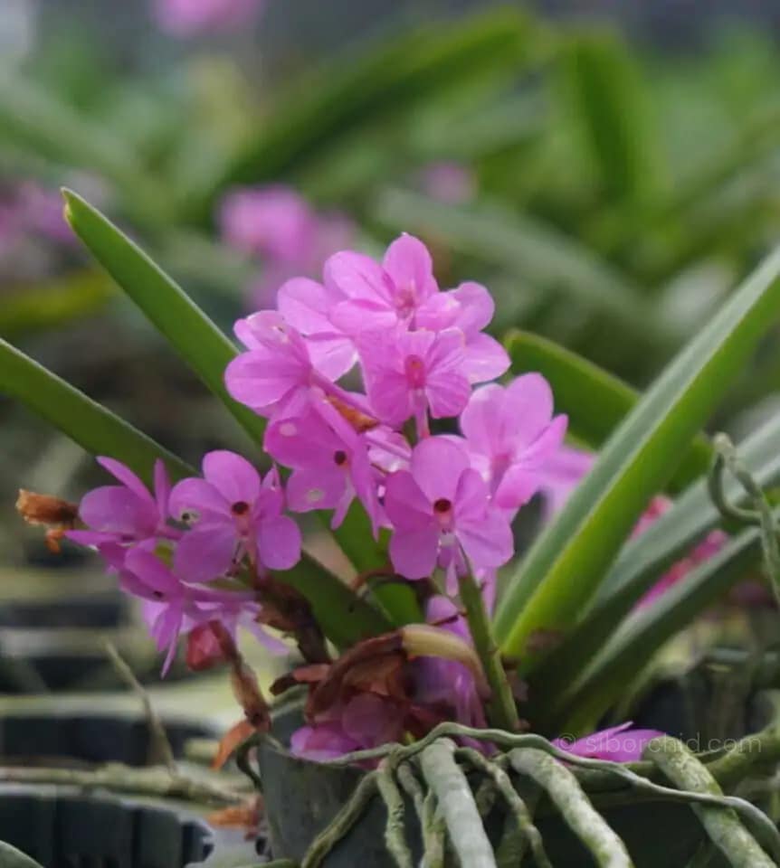 Vanda ampullacea (Ascocentrum ampullaceum)