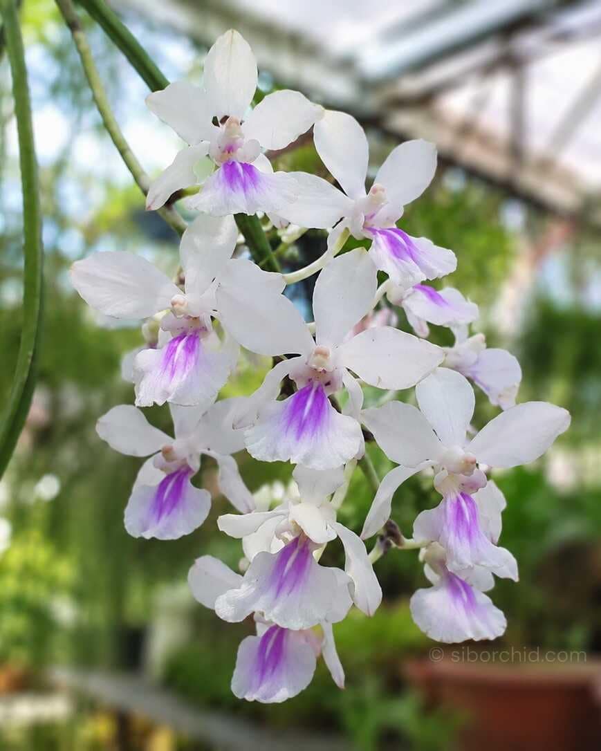 Holcoglossum amesianum - Holcoglossum amesianum