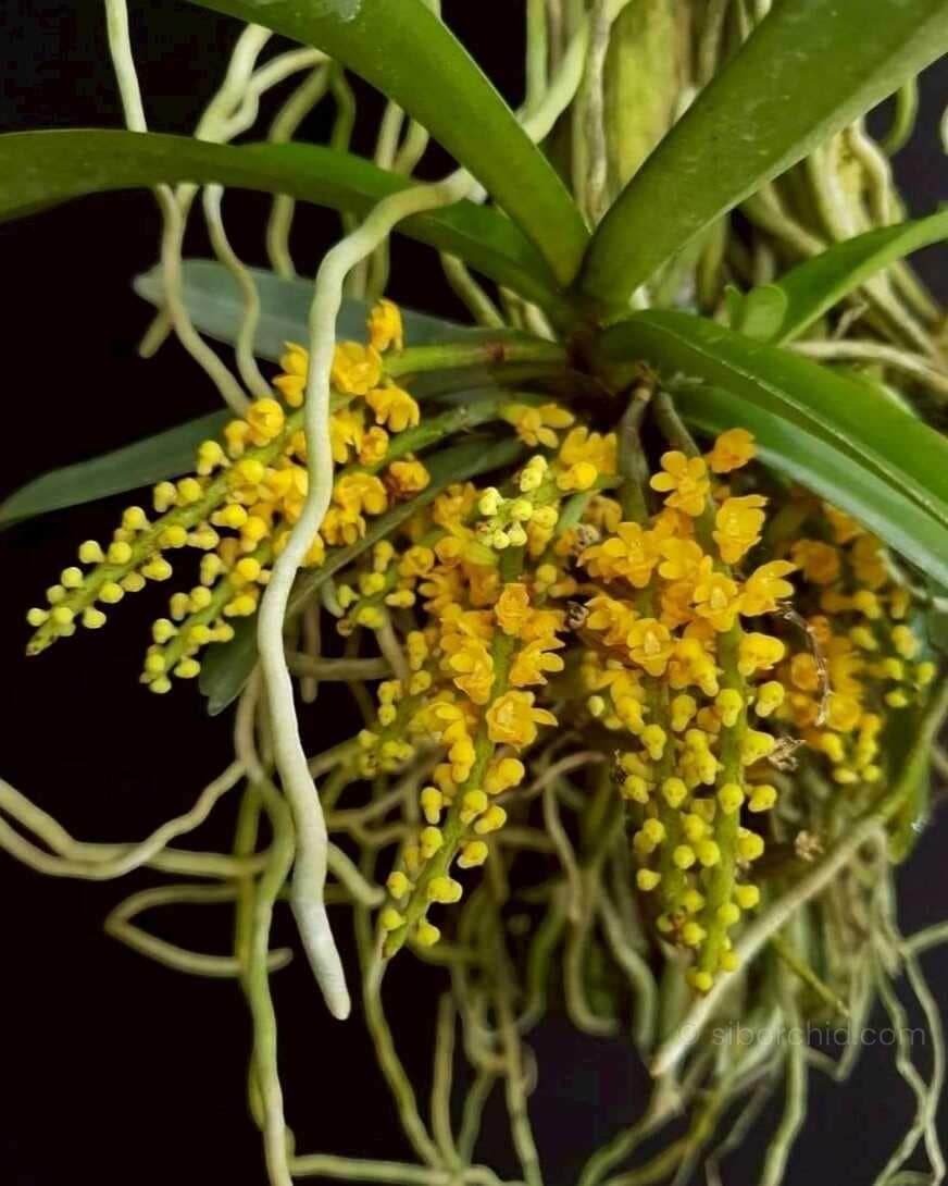Pomatocalpa spicata