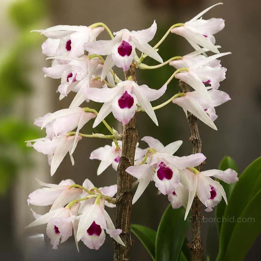 Dendrobium transparens - dendrobium transparens