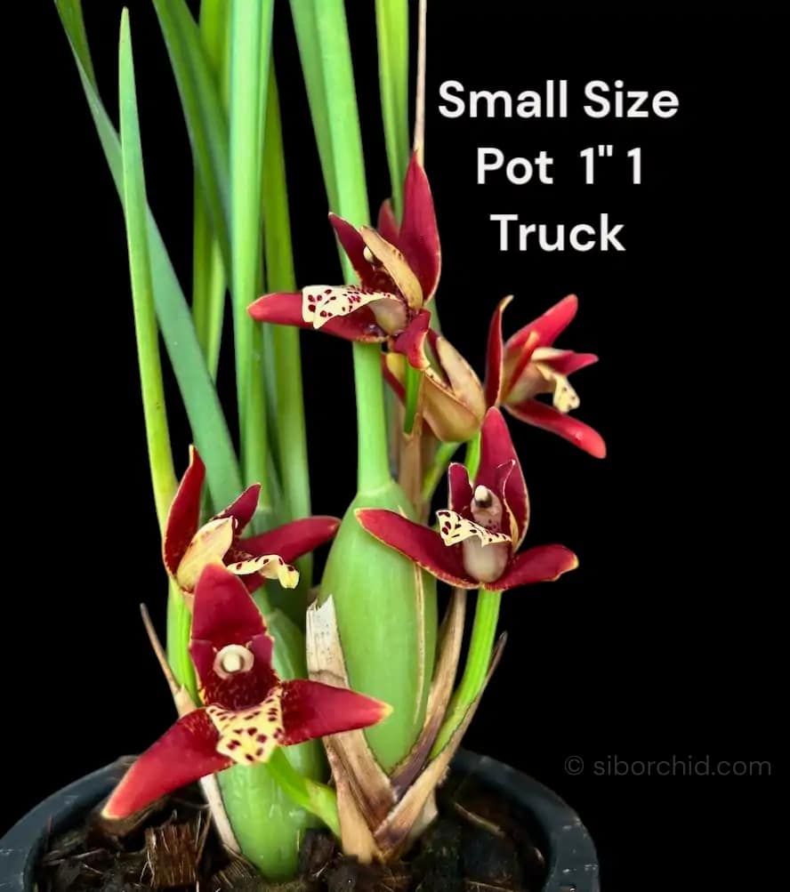 Maxillaria tenuifolia Red (Seeding)
