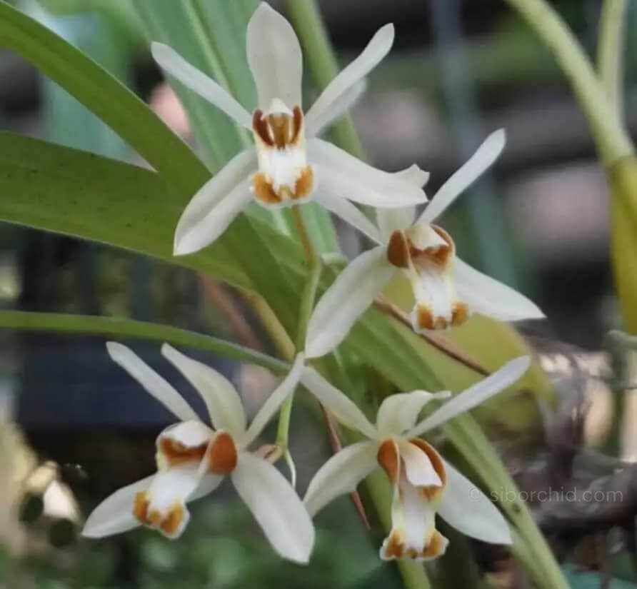 Coelogyne trinervis - Coelogyne trinervis