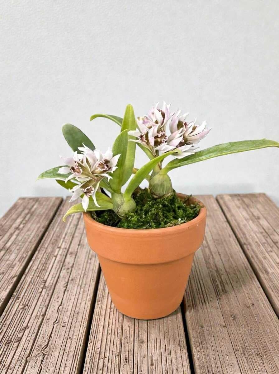 Dendrobium peguanum - Dendrobium peguanum