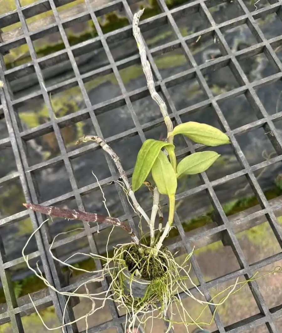 Dendrobium primulinum