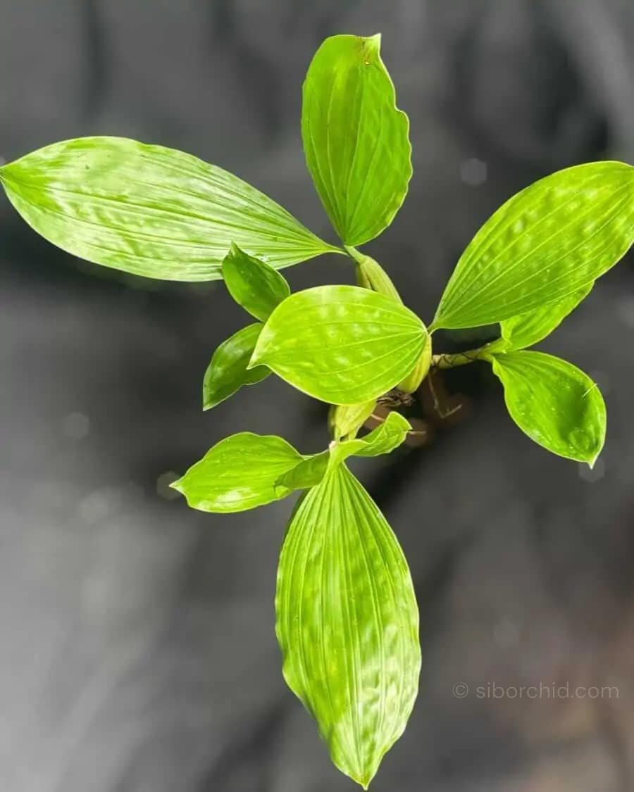 Healthy Coelogyne rochussenii roots and foliage close-up