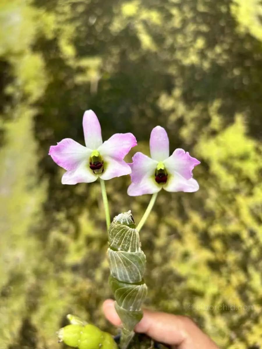 Dendrobium trantuanii Siborchid.com sib orchid