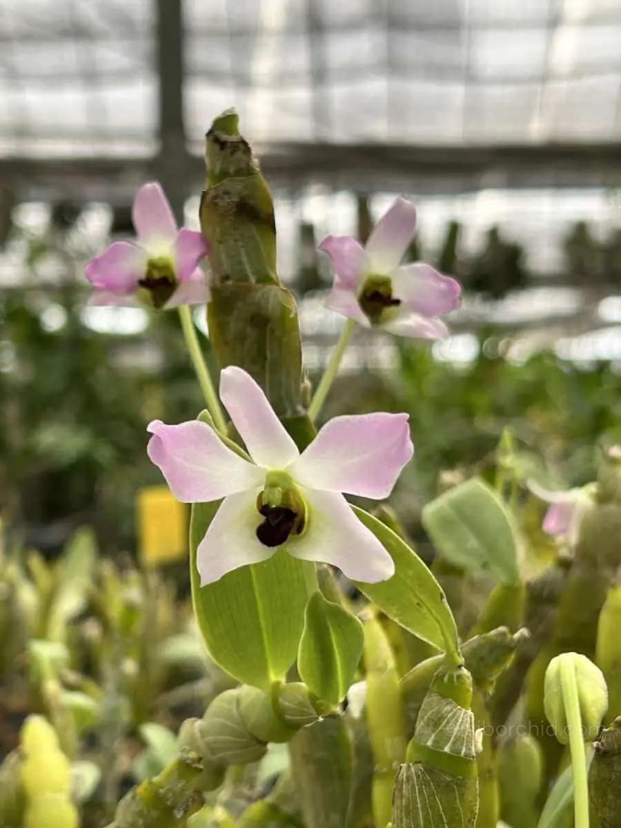 Dendrobium trantuanii Siborchid.com sib orchid