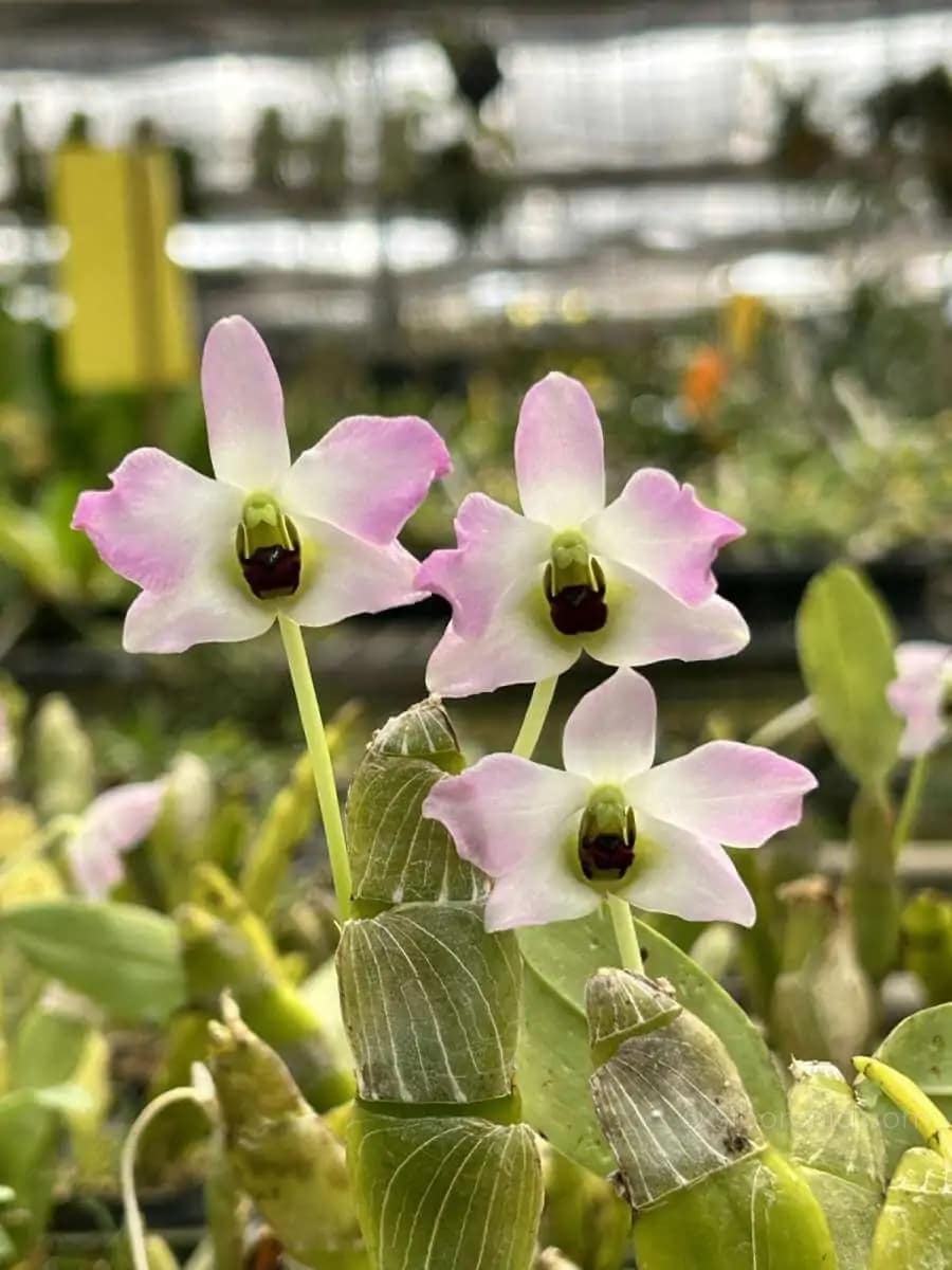 Dendrobium trantuanii Siborchid.com sib orchid