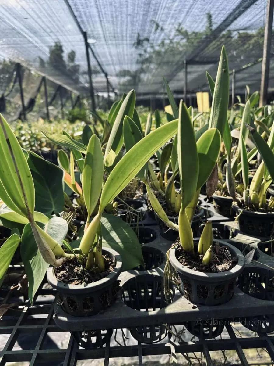 Laelia sincorana - Laelia sincorana siborchid