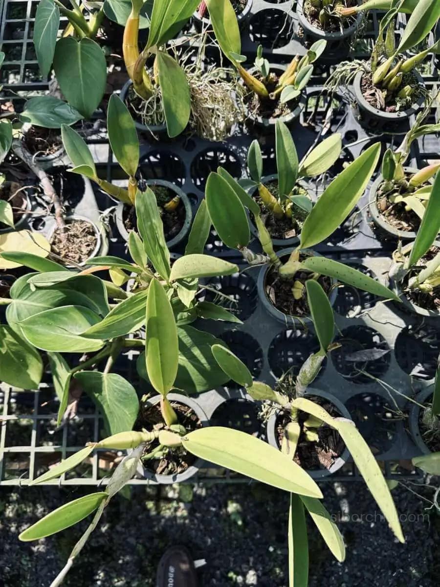 Laelia sincorana - Laelia sincorana siborchid