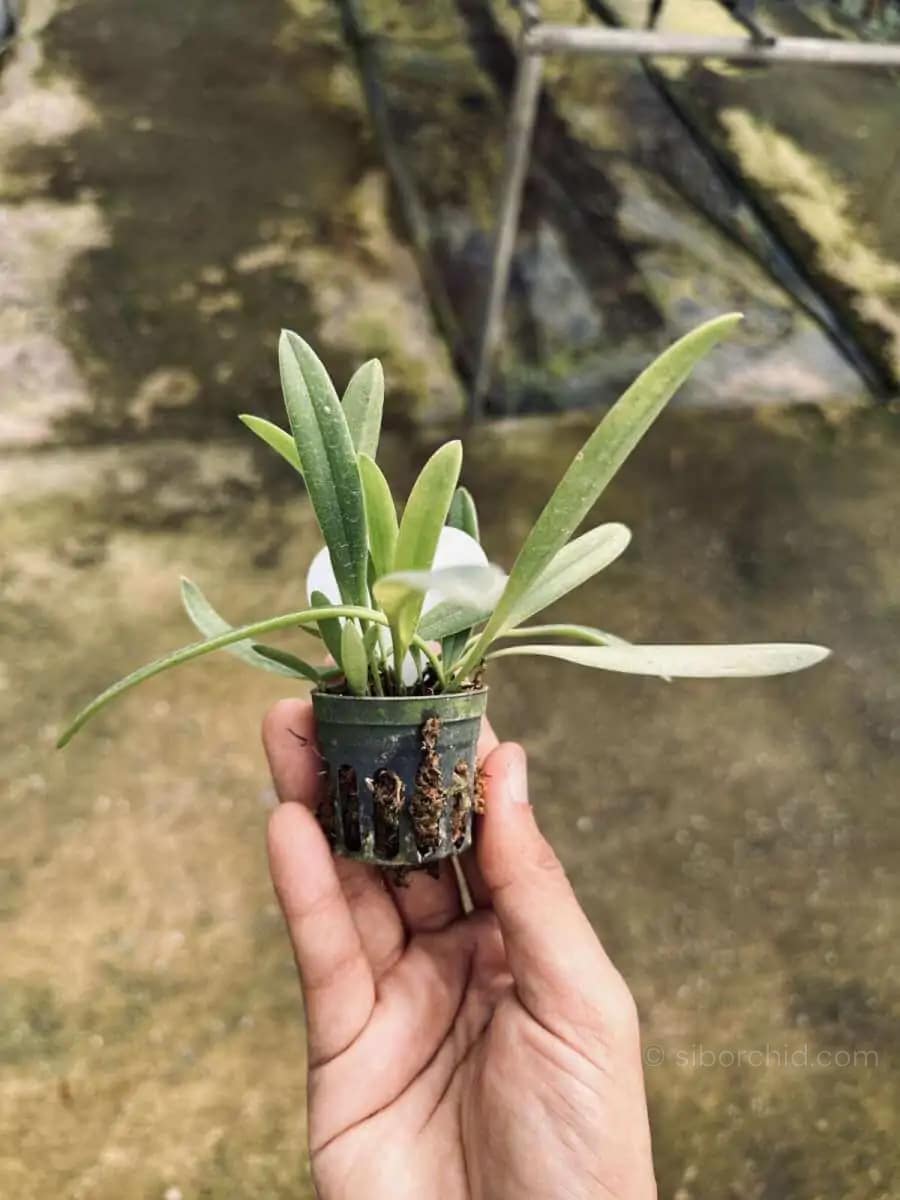 Bulbophyllum repens - Bulbophyllum repens care guide How to grow Bulbophyllum repens