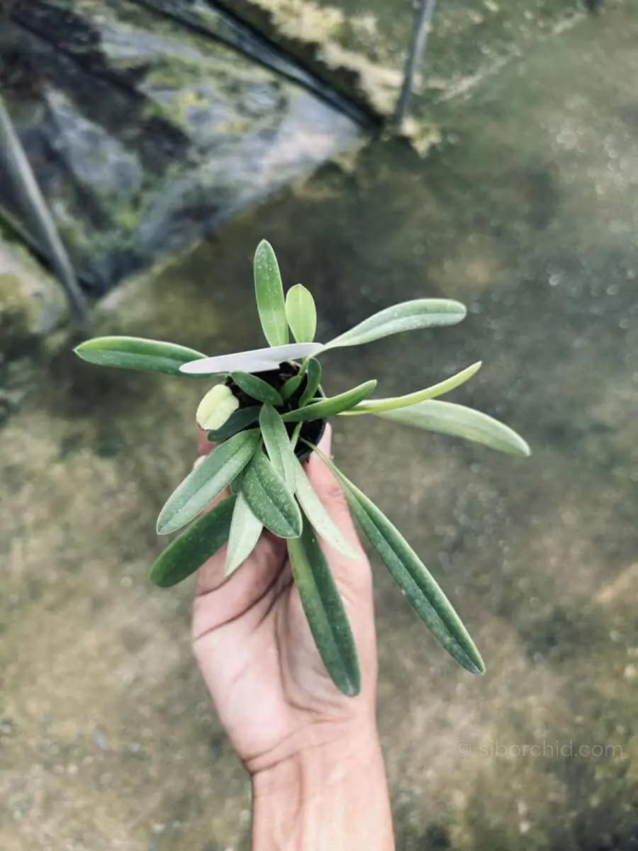 Bulbophyllum repens - Bulbophyllum repens care guide How to grow Bulbophyllum repens