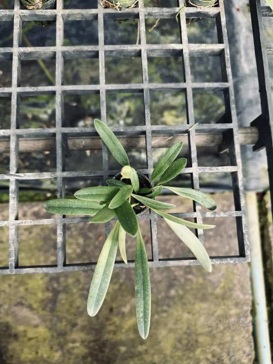 Bulbophyllum repens - Bulbophyllum repens care guide How to grow Bulbophyllum repens