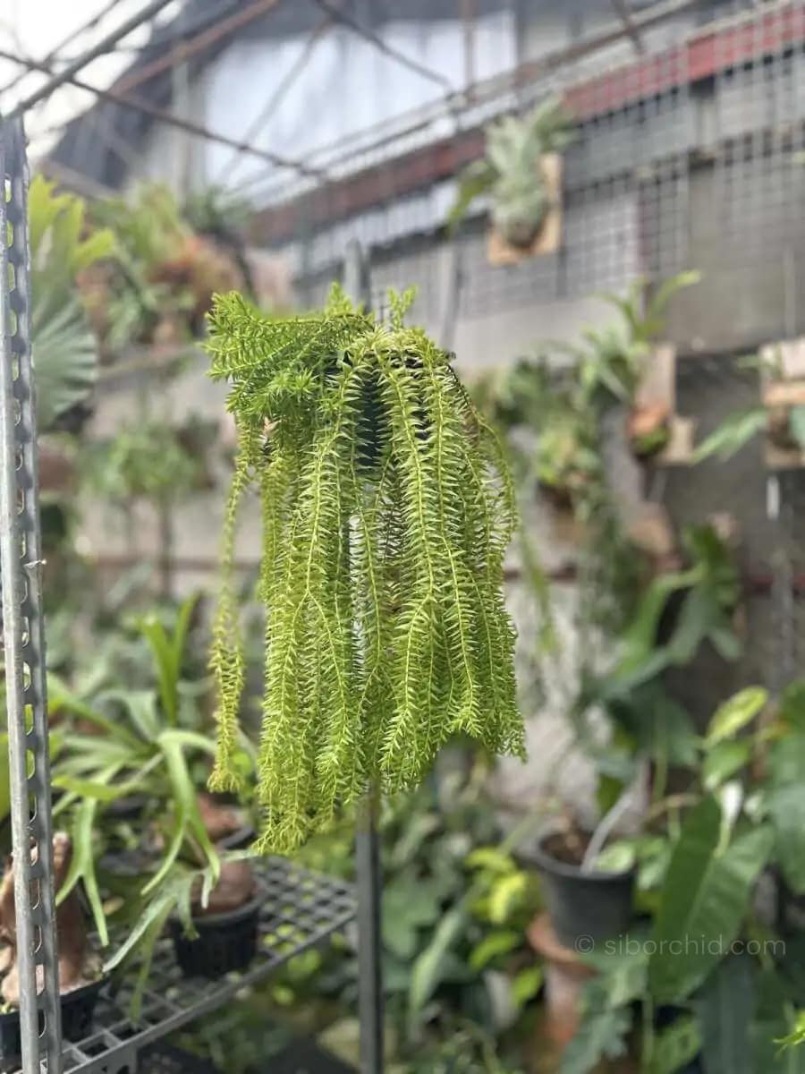 Lycopodium squarrosum - Image 5
