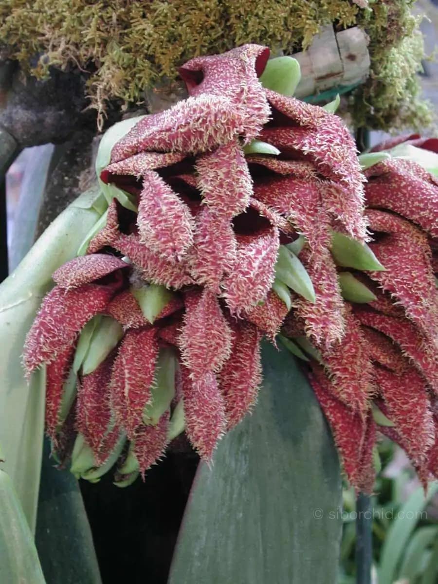 Bulbophyllum phalaenopsis - Bulbophyllum phalaenopsis for sale