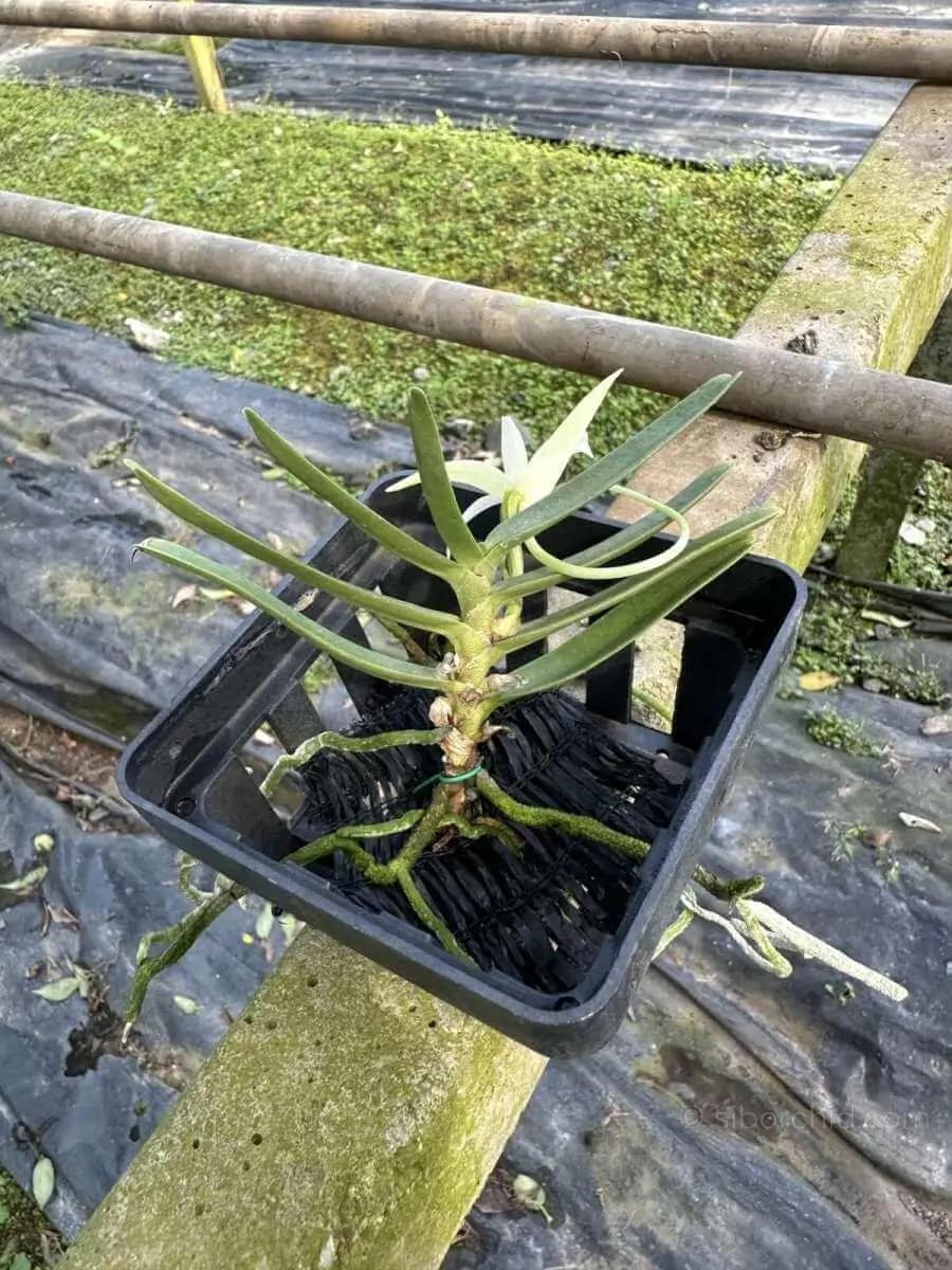 Angraecum didieri - Image 6
