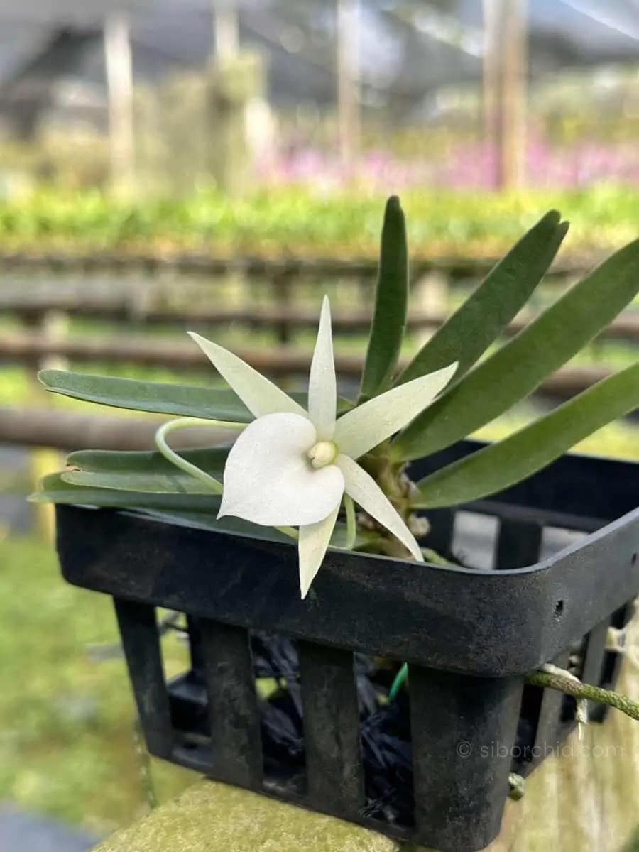 Angraecum didieri for sale siborchid white orchid