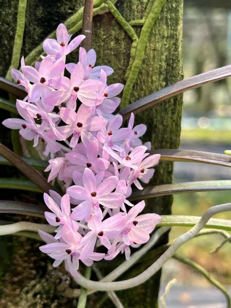 Ascocentrum christensonianum - Ascocentrum christensonianum