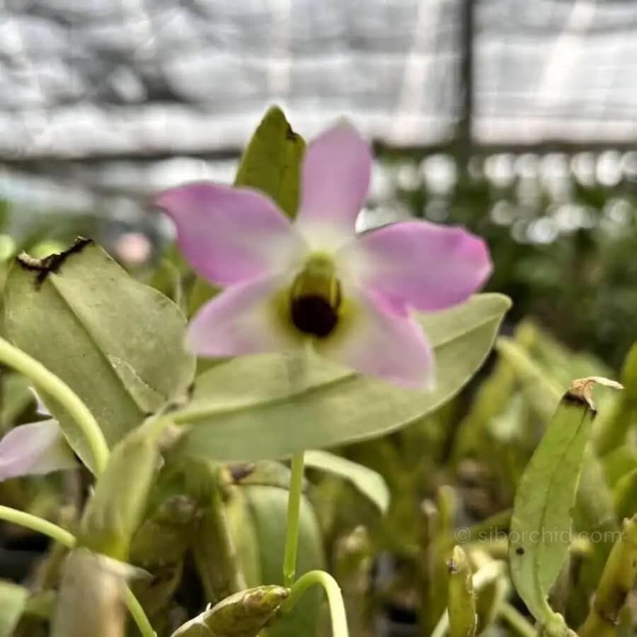 Dendrobium trantuanii - Image 4