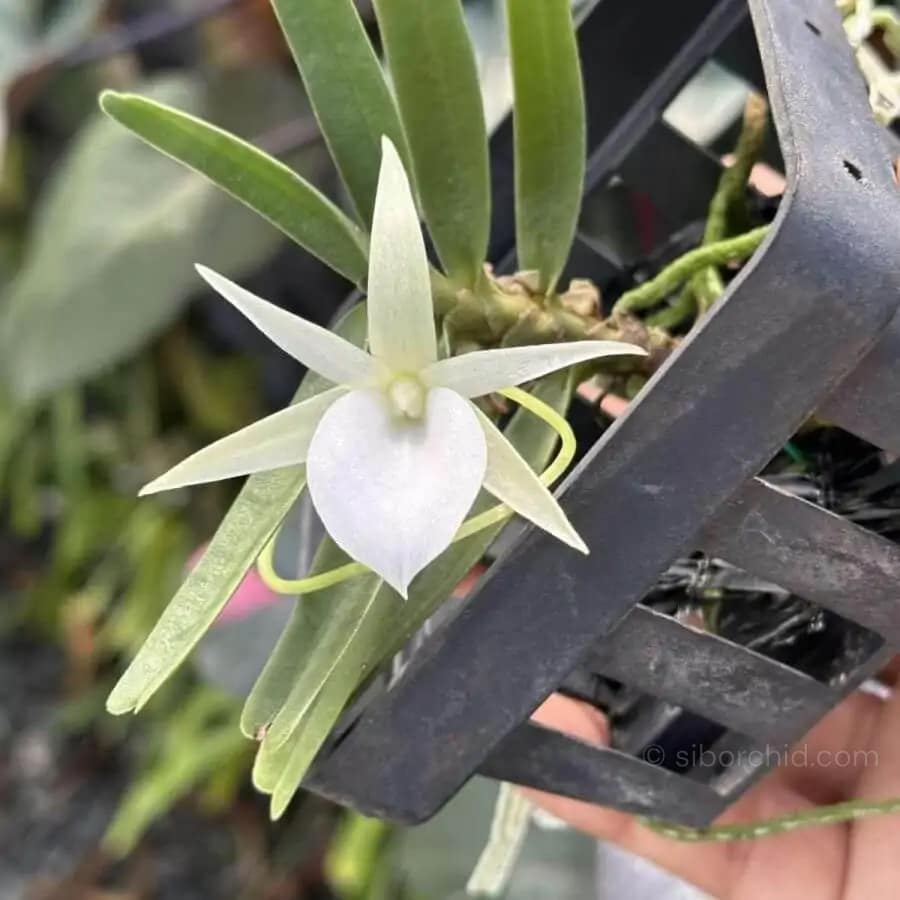 Angraecum didieri for sale siborchid white orchid